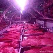 24W T8 LED Tube Pink 150cm - LED Tube