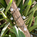 5m Solar Garland LED String Light Multycolore RGB - LED light